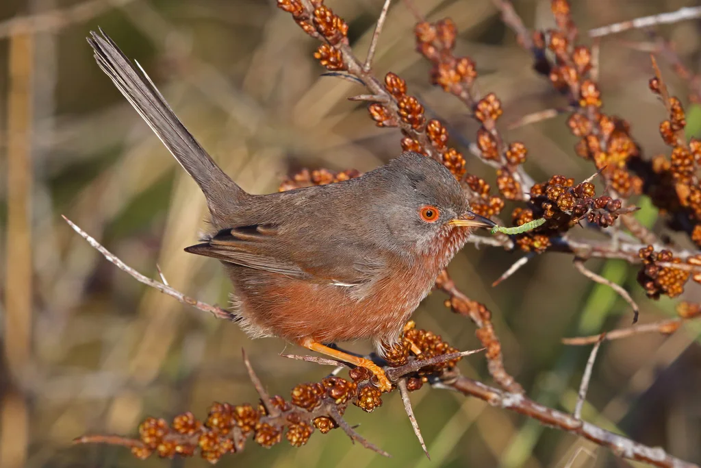 波纹林莺(Curruca undata)