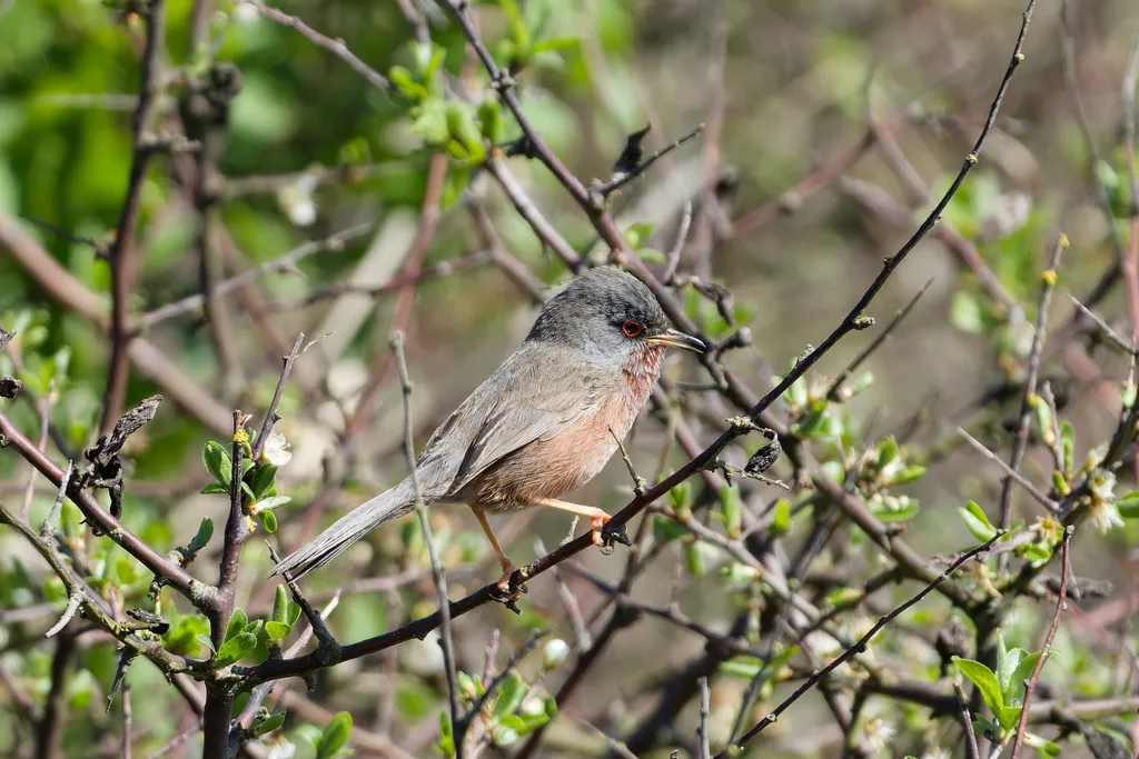 波纹林莺(Curruca undata)
