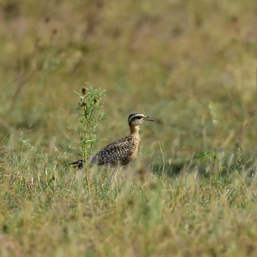 印度走鸻(Cursorius coromandelicus)