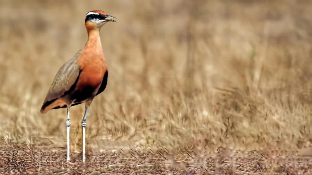 印度走鸻(Cursorius coromandelicus)