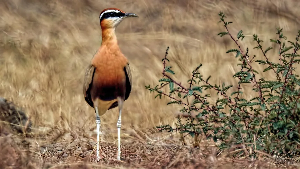 印度走鸻(Cursorius coromandelicus)