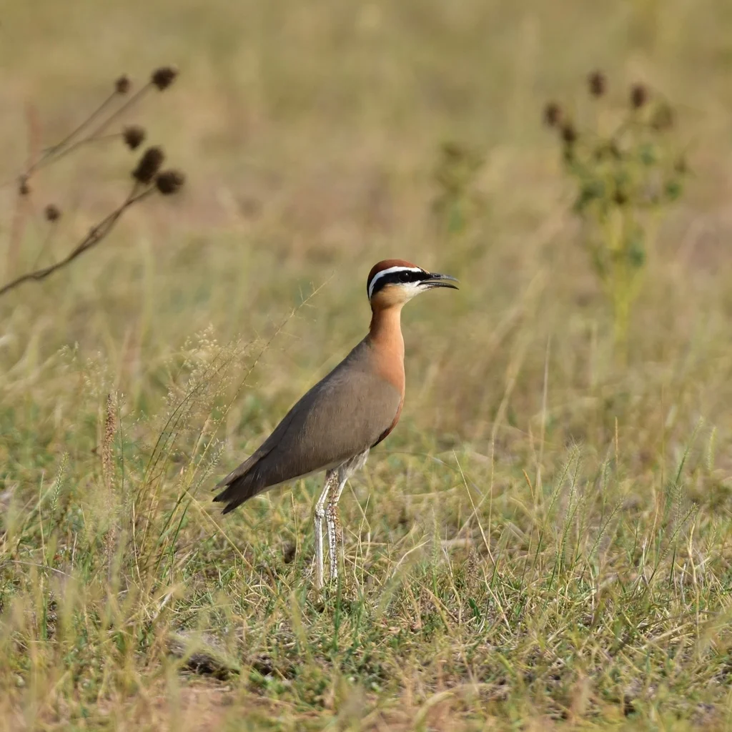 印度走鸻(Cursorius coromandelicus)