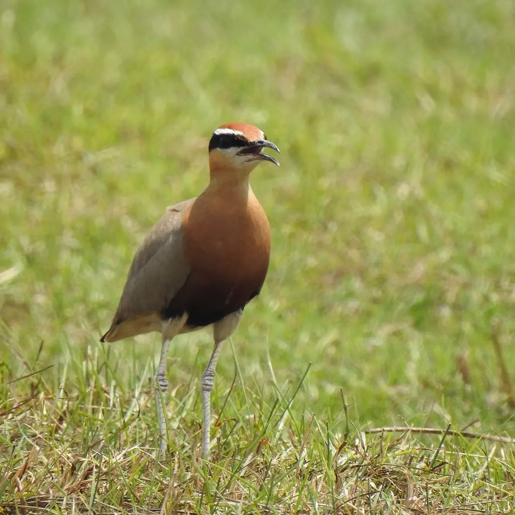 印度走鸻(Cursorius coromandelicus)