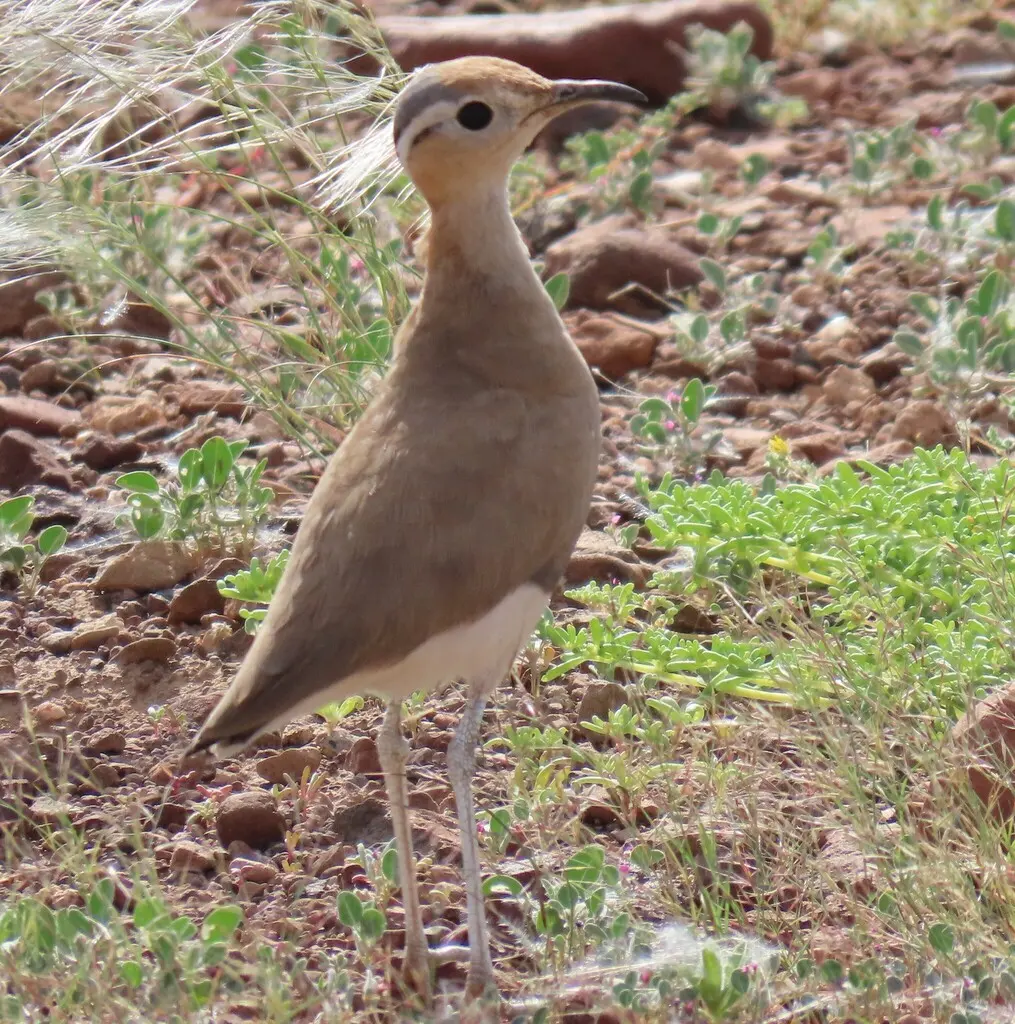 布氏走鸻(Cursorius rufus)