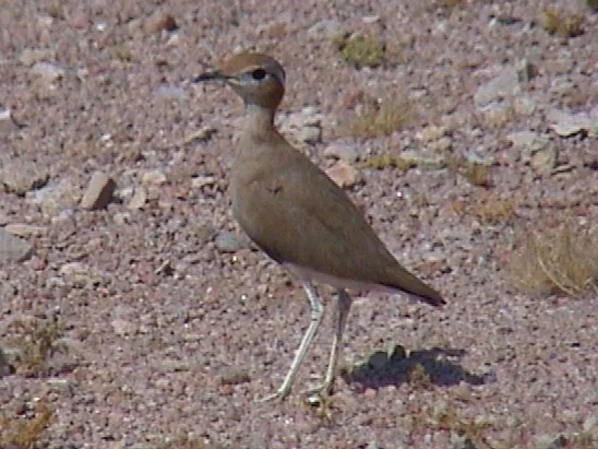 布氏走鸻(Cursorius rufus)
