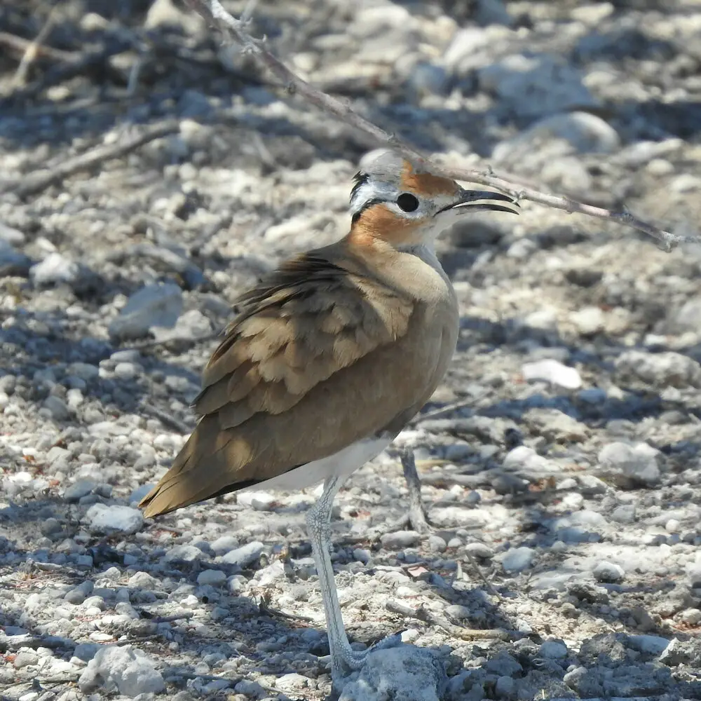 布氏走鸻(Cursorius rufus)