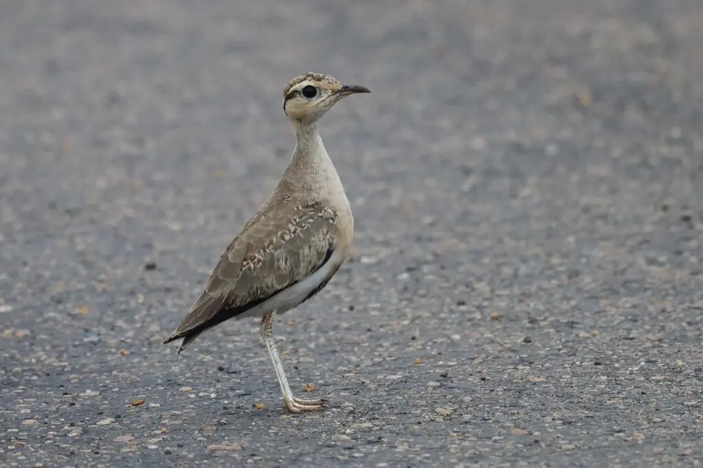 黑腹走鸻(Cursorius temminckii)