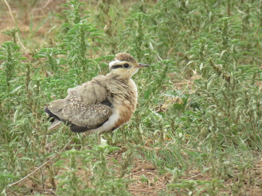黑腹走鸻(Cursorius temminckii)