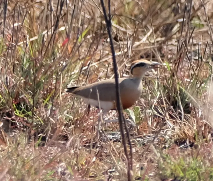 黑腹走鸻(Cursorius temminckii)