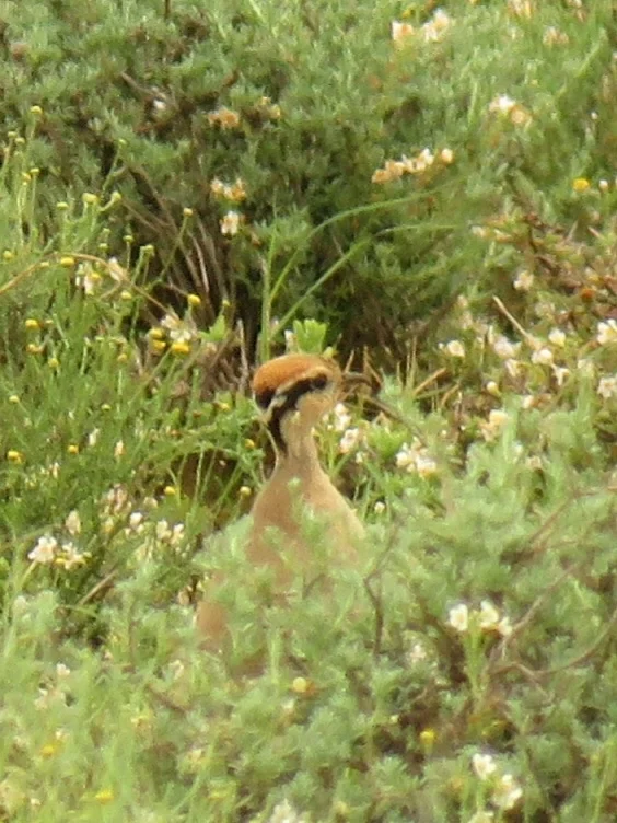 黑腹走鸻(Cursorius temminckii)