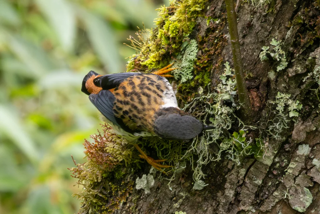 斑胁姬鹛(Cutia nipalensis)