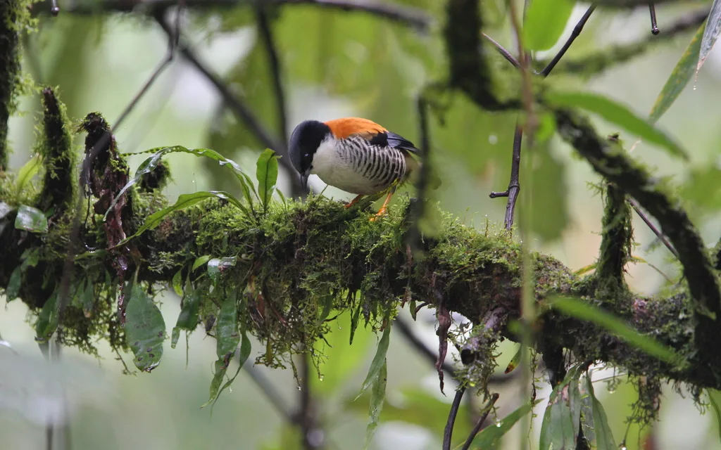 斑胁姬鹛(Cutia nipalensis)