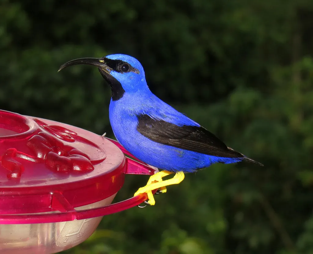 紫旋蜜雀(Cyanerpes caeruleus)