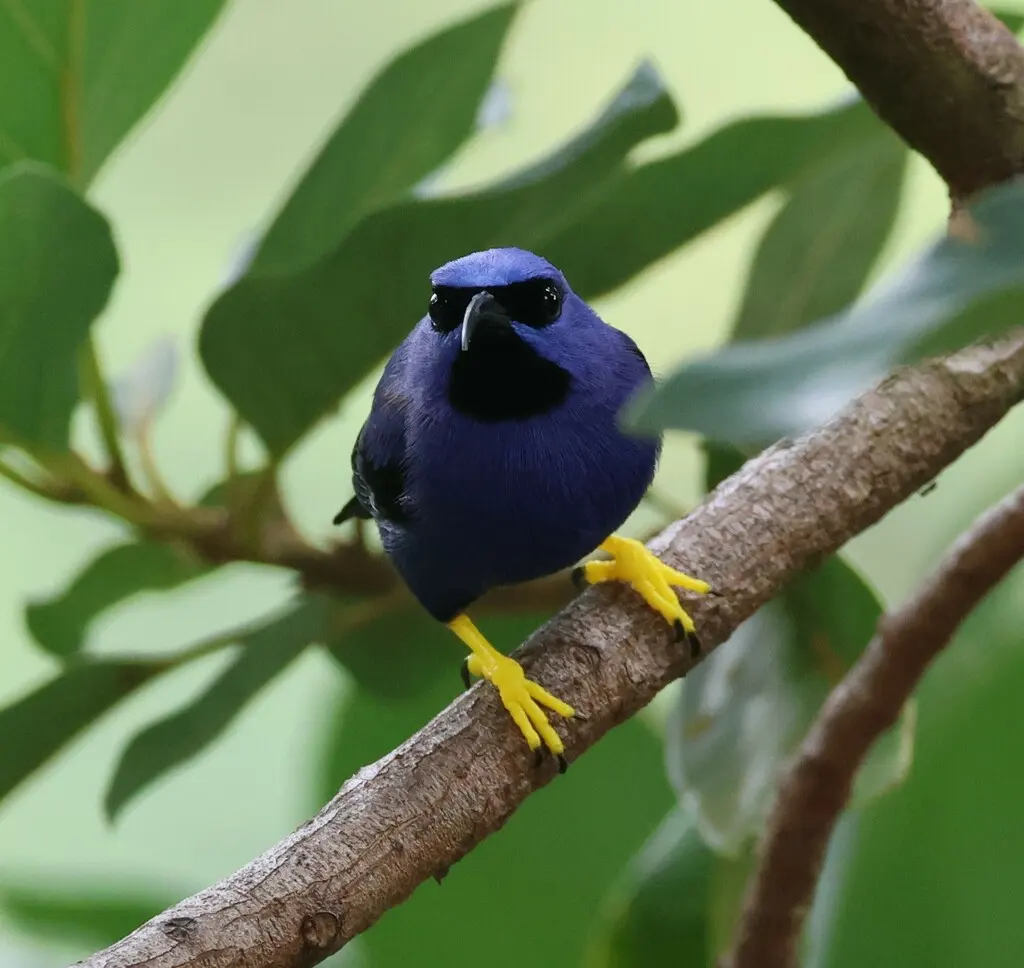 紫旋蜜雀(Cyanerpes caeruleus)