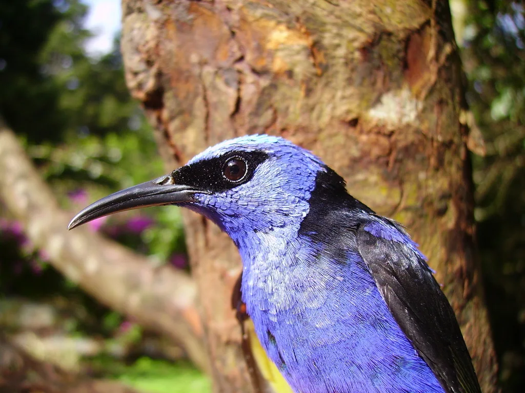 红脚旋蜜雀(Cyanerpes cyaneus)