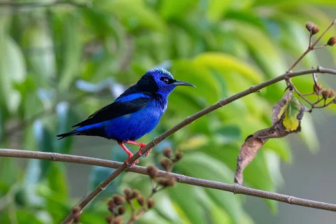 红脚旋蜜雀