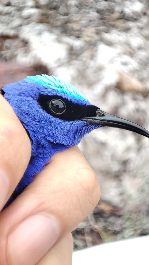 红脚旋蜜雀(Cyanerpes cyaneus)