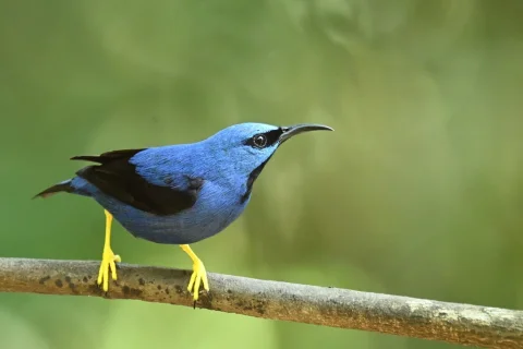 辉旋蜜雀