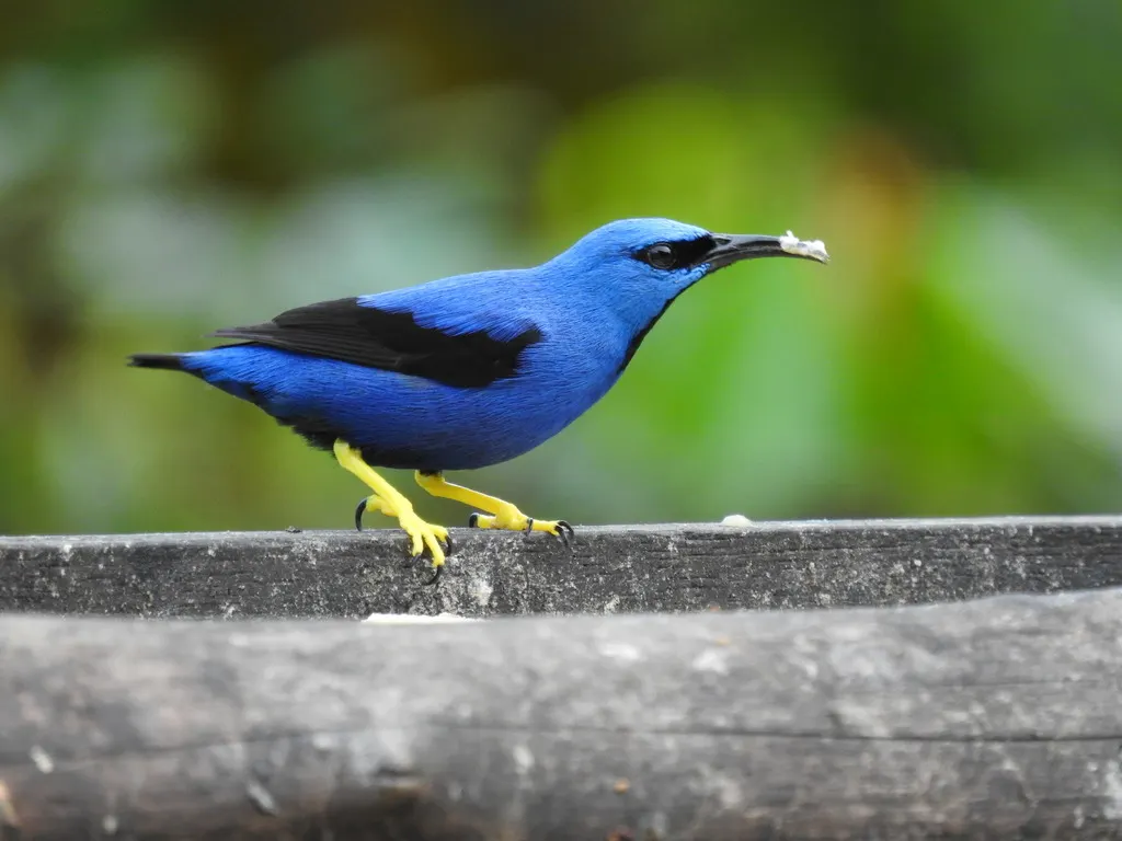 辉旋蜜雀(Cyanerpes lucidus)