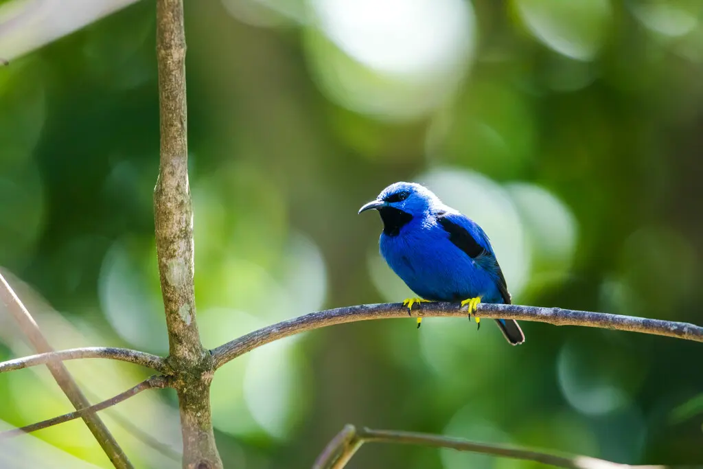 辉旋蜜雀(Cyanerpes lucidus)