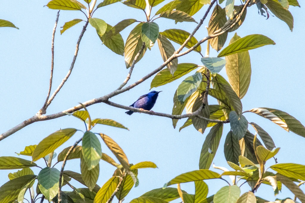 短嘴旋蜜雀（Cyanerpes nitidus）