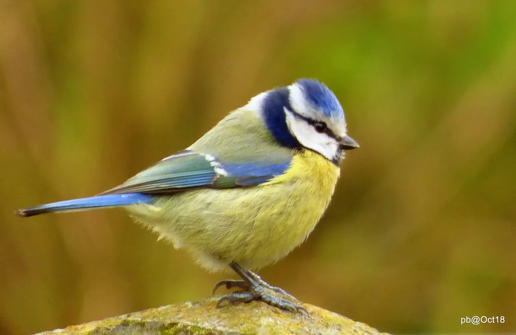青山雀(Cyanistes caeruleus)