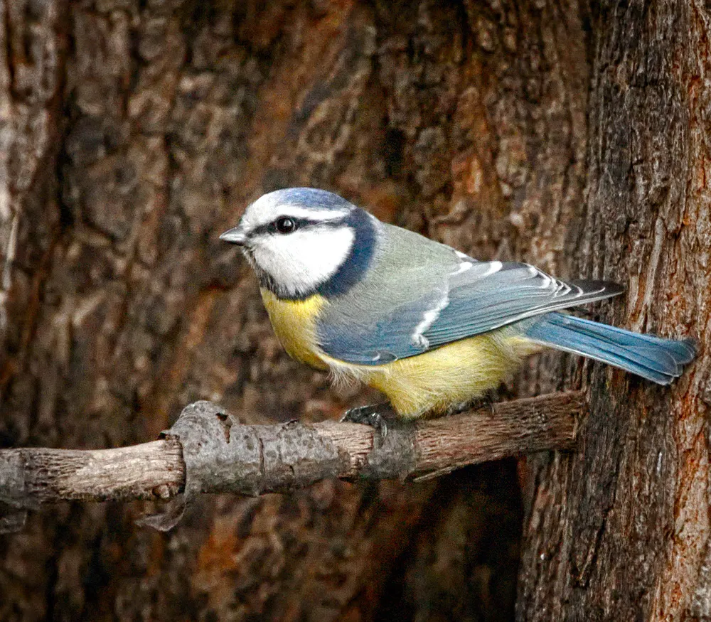 青山雀(Cyanistes caeruleus)