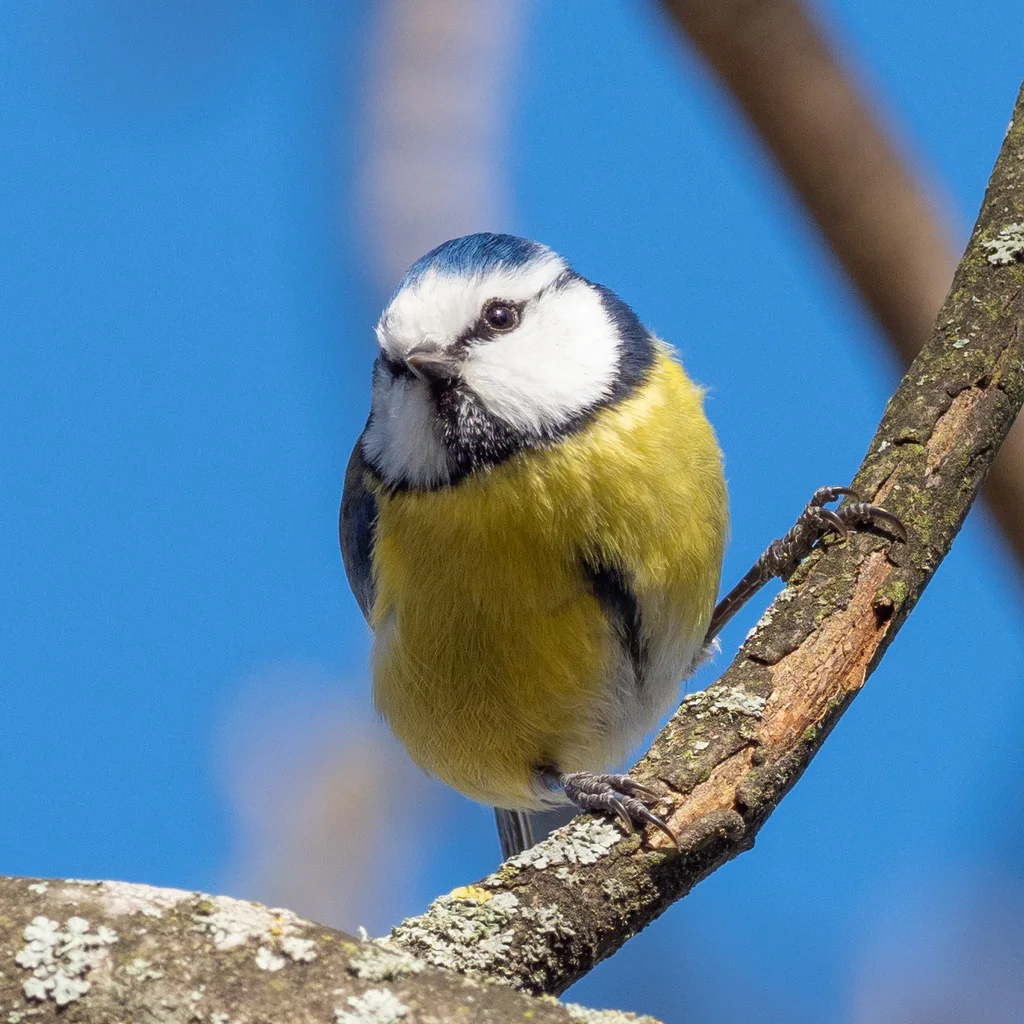 青山雀(Cyanistes caeruleus)