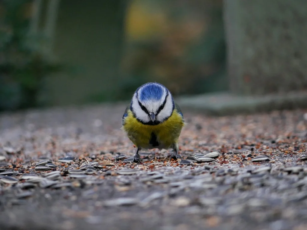 青山雀(Cyanistes caeruleus)
