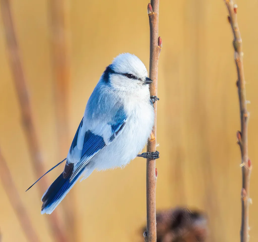 灰蓝山雀(Cyanistes cyanus)