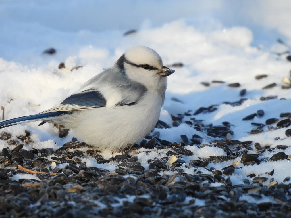 灰蓝山雀(Cyanistes cyanus)