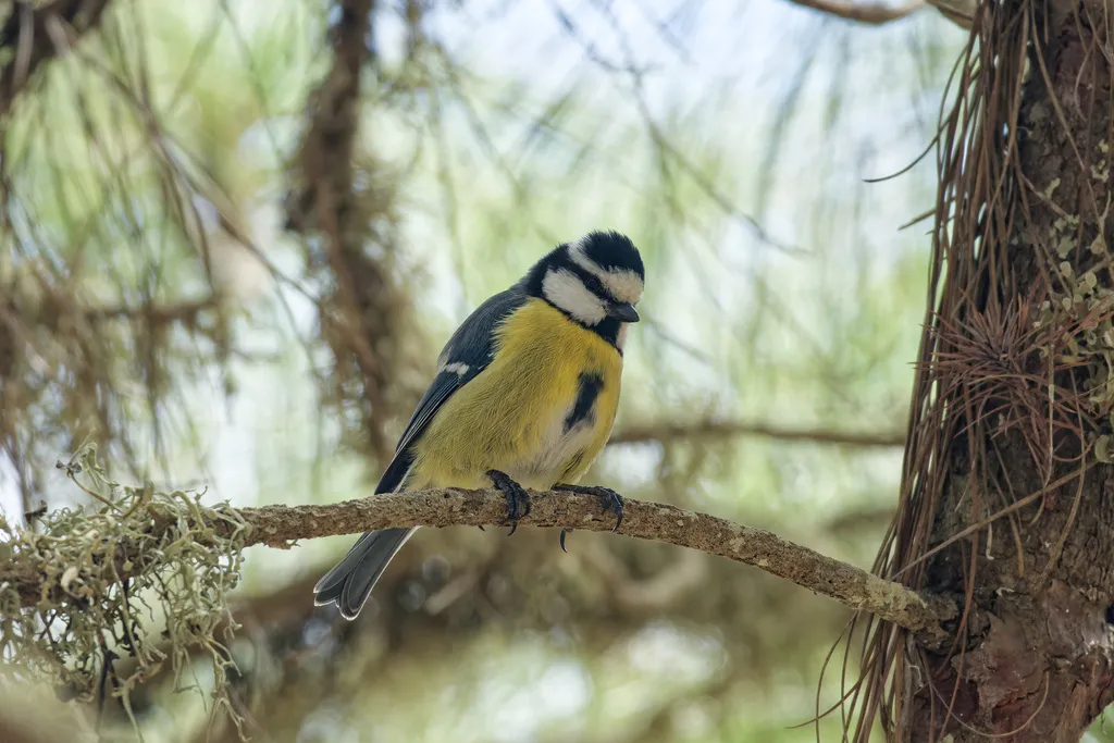 非洲青山雀(Cyanistes teneriffae)