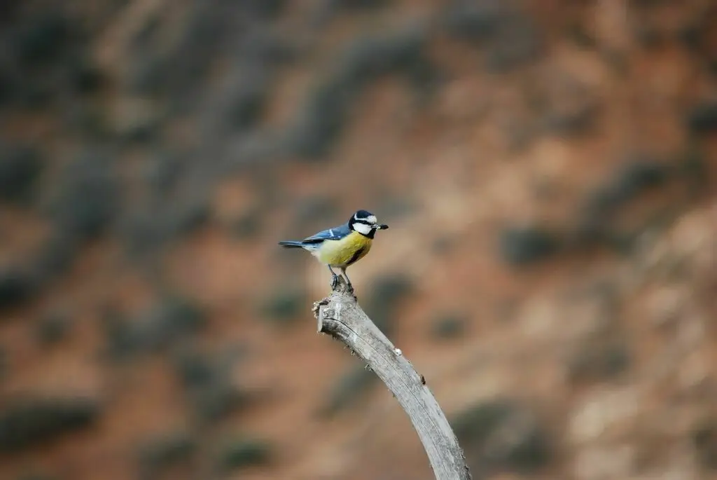 非洲青山雀(Cyanistes teneriffae)