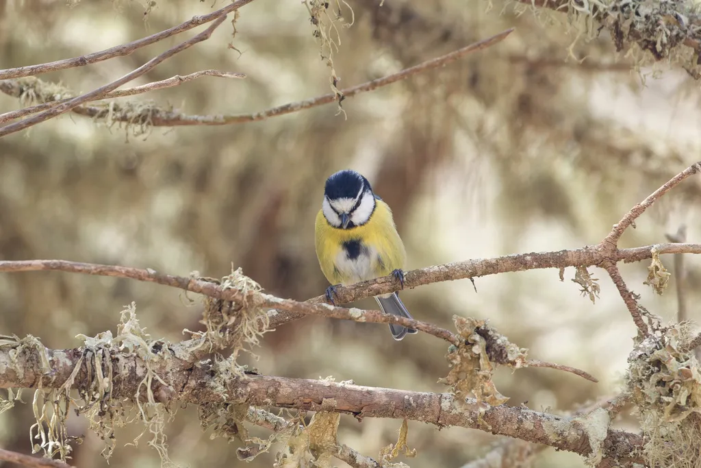非洲青山雀(Cyanistes teneriffae)
