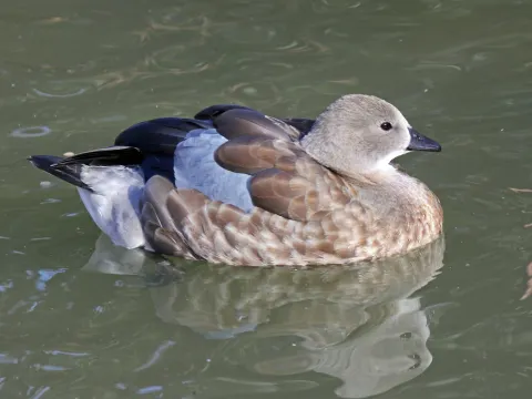 蓝翅雁