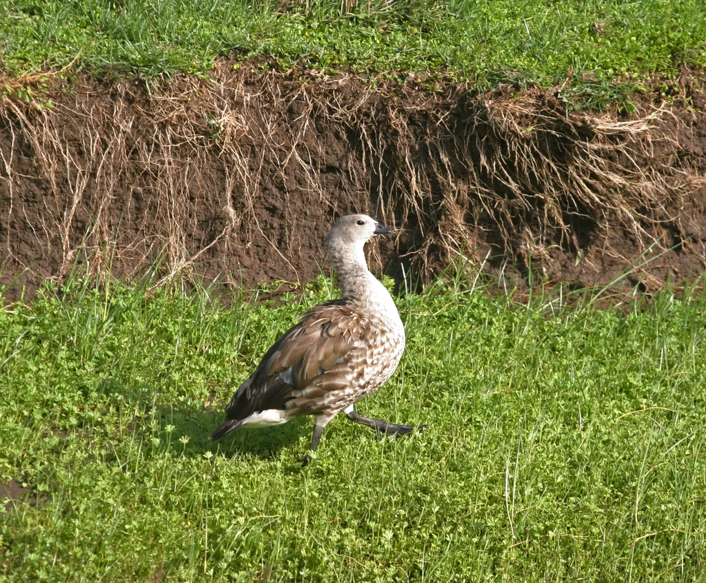 蓝翅雁(Cyanochen cyanoptera)