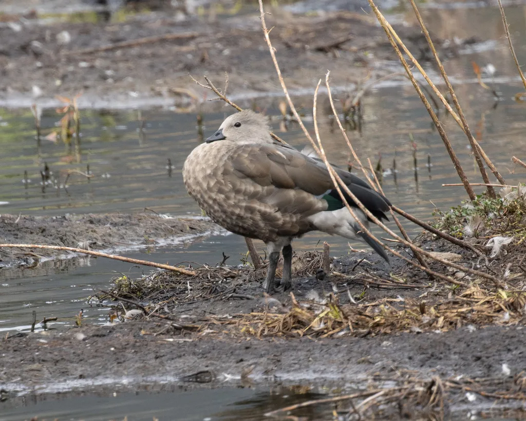 蓝翅雁(Cyanochen cyanoptera)