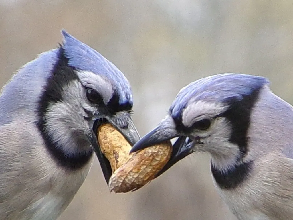 冠蓝鸦(Cyanocitta cristata)