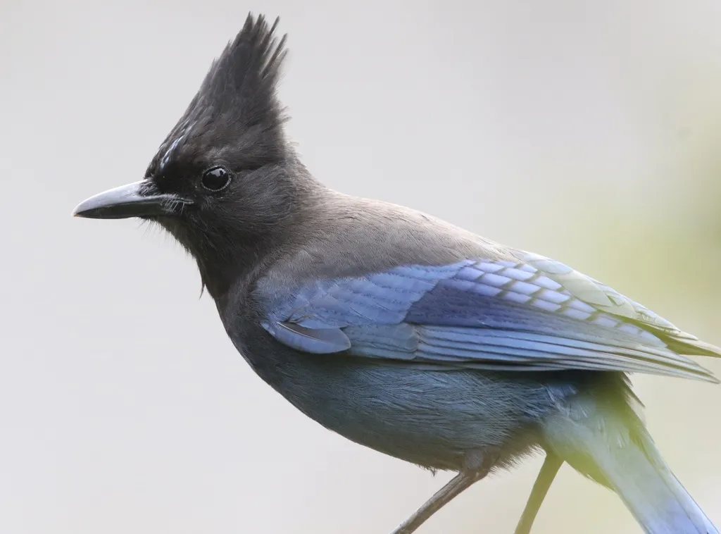 暗冠蓝鸦（Cyanocitta stelleri）