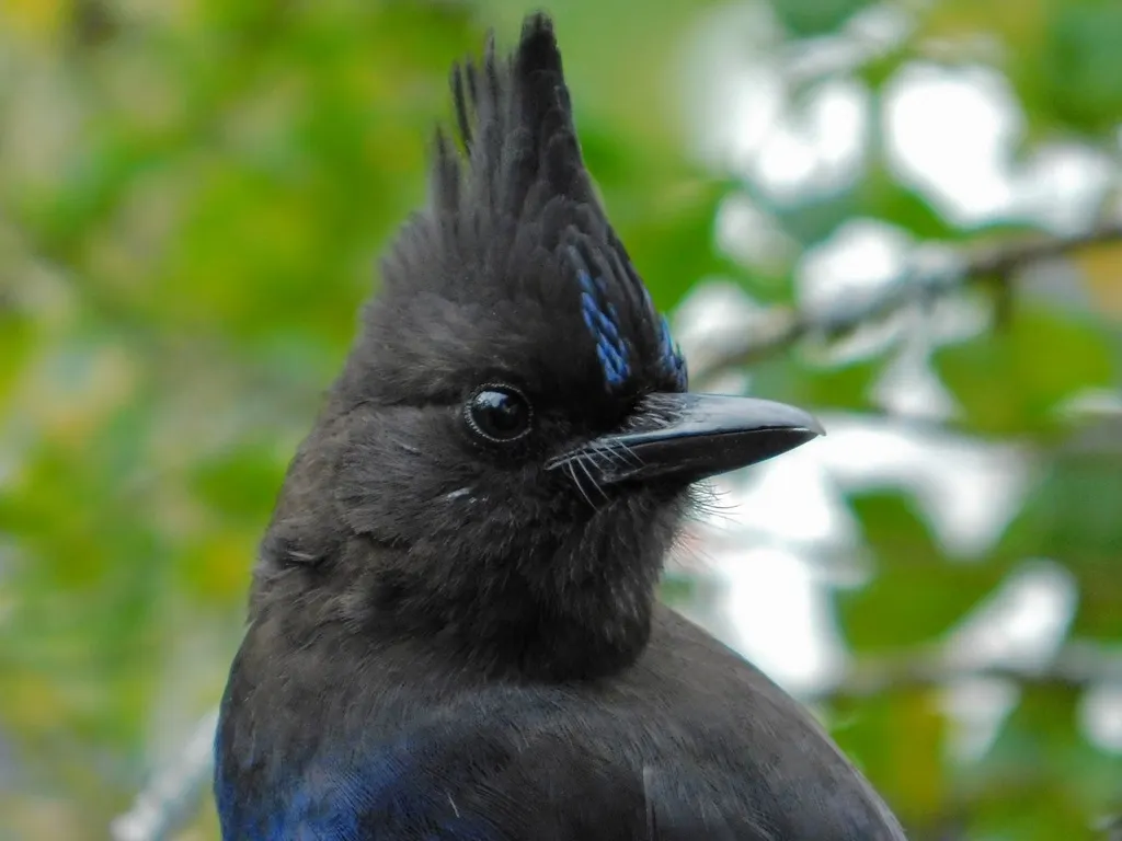 暗冠蓝鸦（Cyanocitta stelleri）