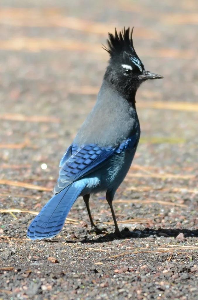 暗冠蓝鸦（Cyanocitta stelleri）