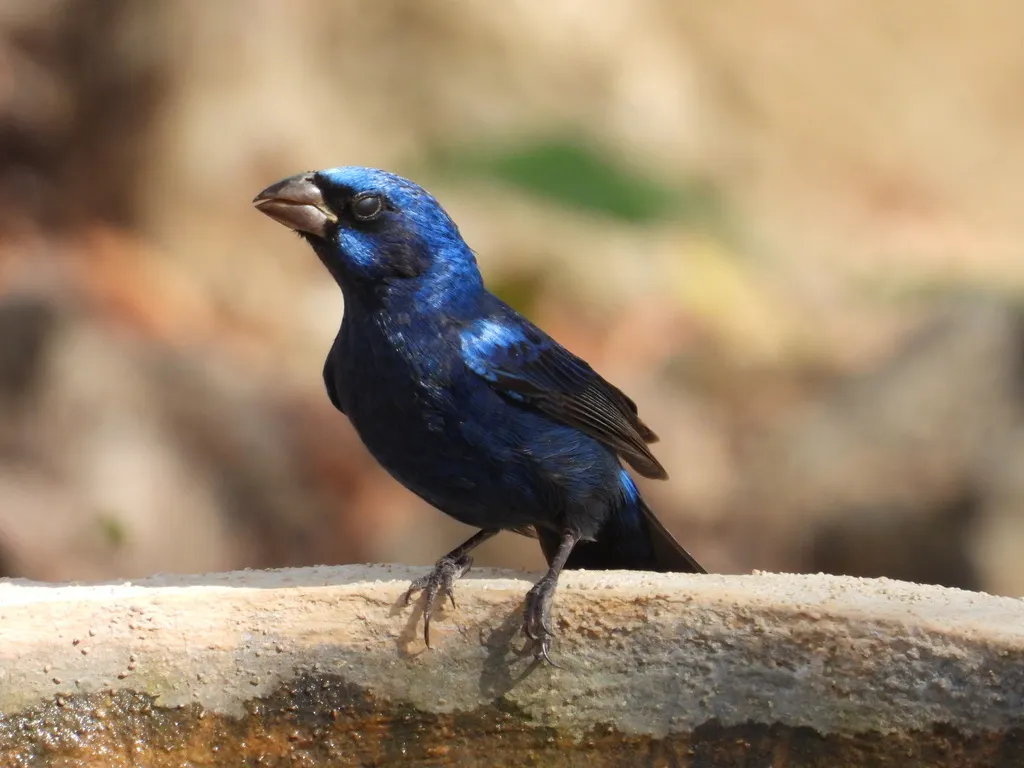 蓝彩鹀(Cyanocompsa parellina)