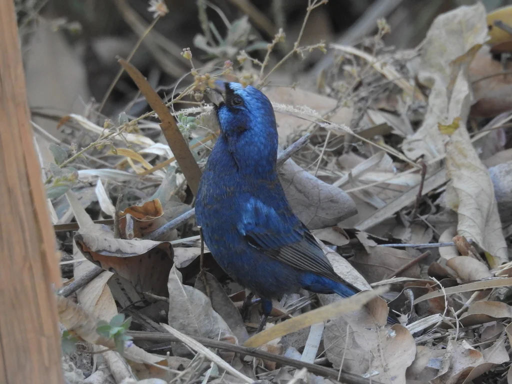蓝彩鹀(Cyanocompsa parellina)