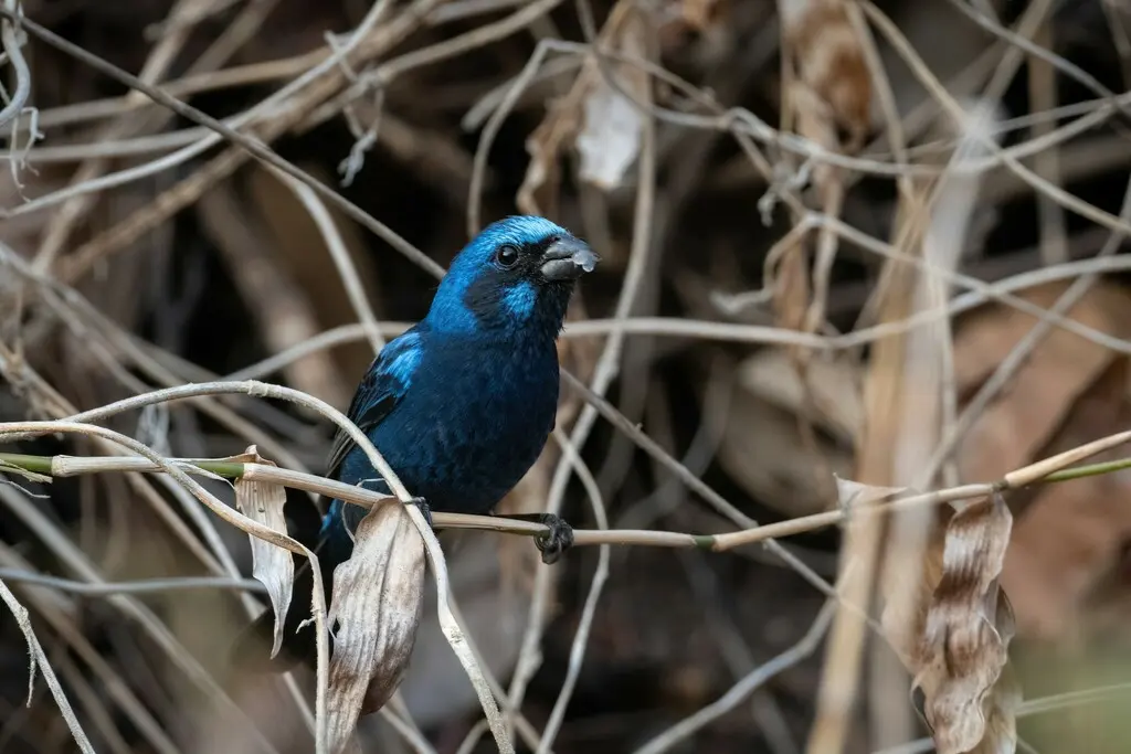 蓝彩鹀(Cyanocompsa parellina)