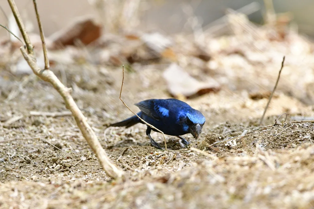 蓝彩鹀(Cyanocompsa parellina)
