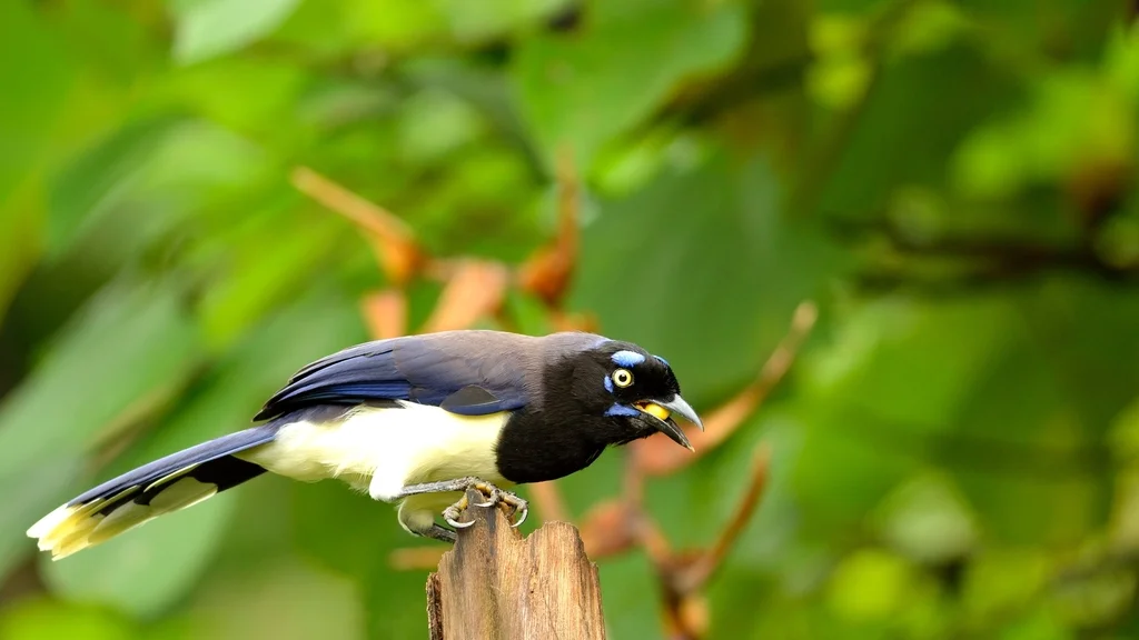 黑胸蓝鸦(Cyanocorax affinis)