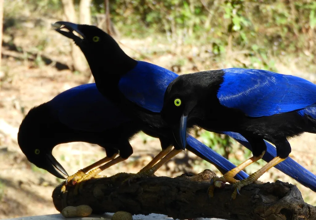 紫背冠鸦(Cyanocorax beecheii)