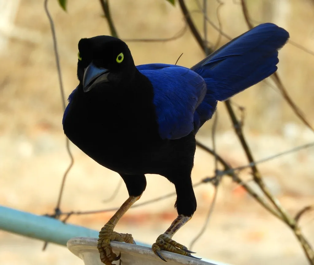 紫背冠鸦(Cyanocorax beecheii)