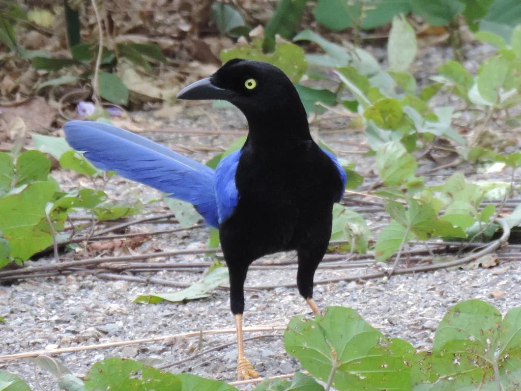 紫背冠鸦(Cyanocorax beecheii)