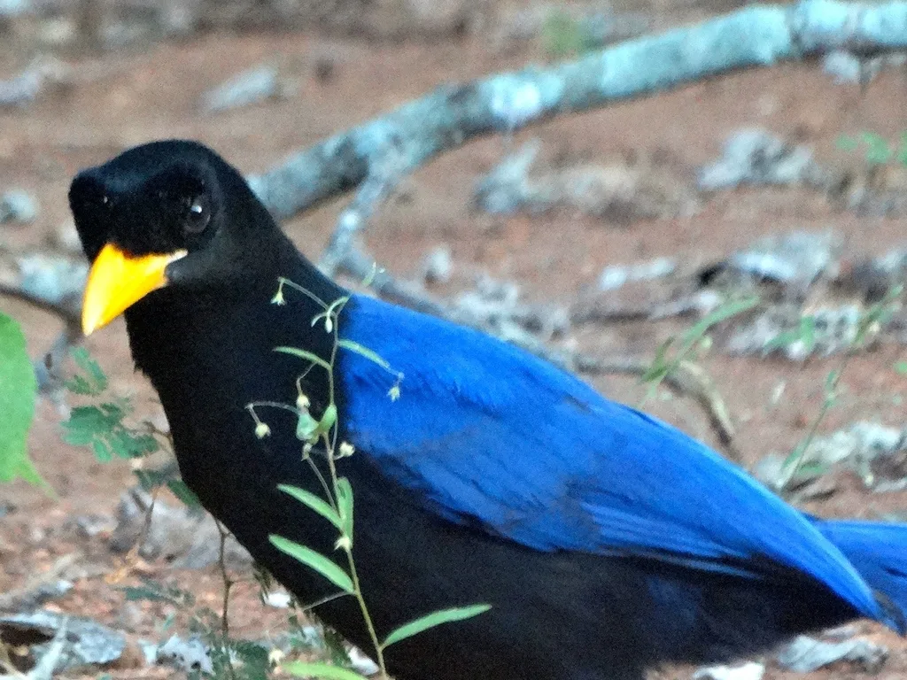 紫背冠鸦(Cyanocorax beecheii)
